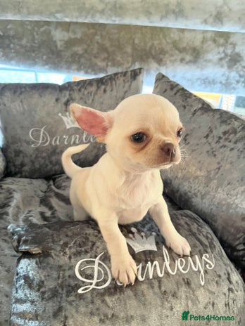 Chihuahua dogs KC REGISTERED CREAM CHIHUAHUA BOY - Advert 2