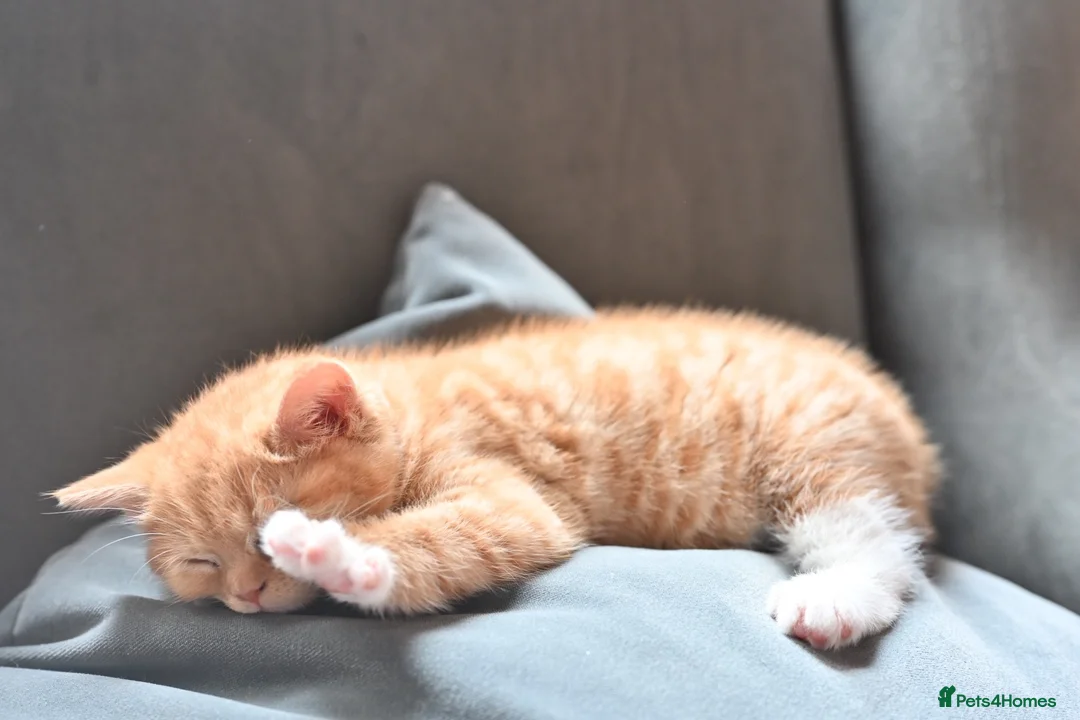 British Shorthair cats for sale: 3 Lovely, Fluffy Little Kittens - Ready To Go - Advert 2