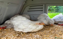 Chickens poultry for sale: Trio of bantams  - Image 2