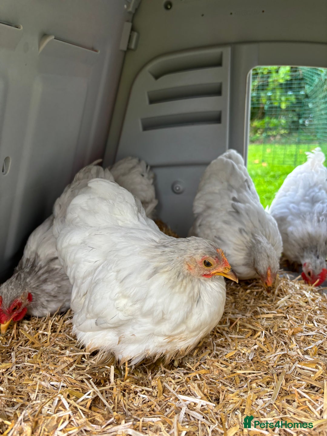Chickens poultry for sale: Trio of bantams  - Image 2