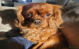 Cavapoo dogs for sale: 🐾 Beautiful F1 Cavapoos – Raised with Love  🐾 - Advert 2