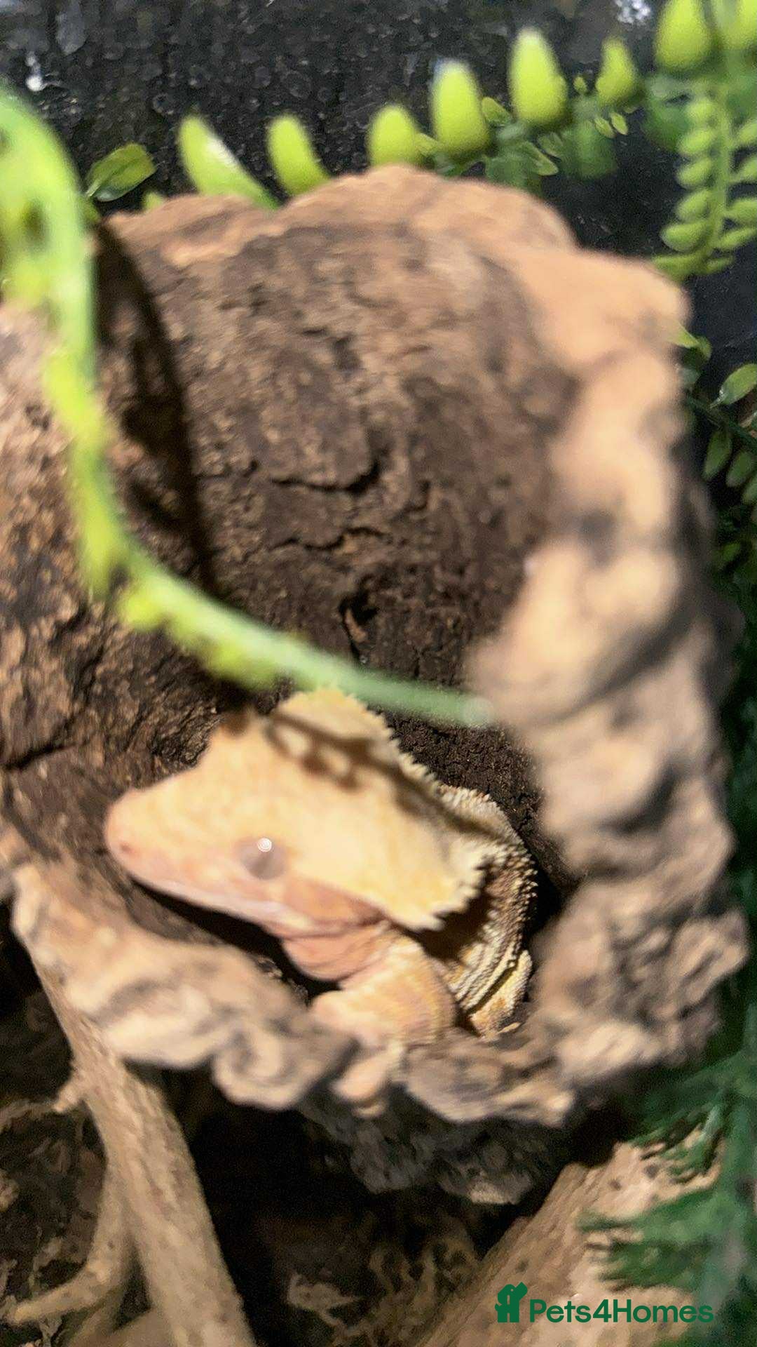 Gecko reptiles for sale: Crested geckos with full setups - Advert 10