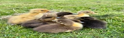 Ducks poultry for sale: Indian runner ducklings - Advert 6