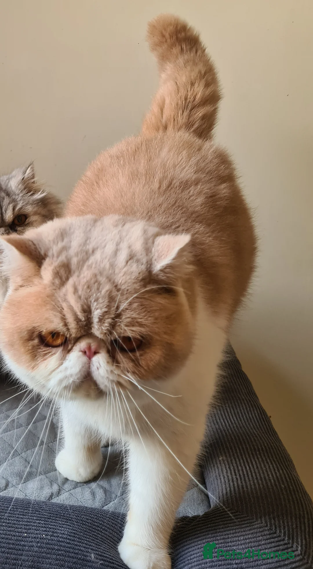 Exotic cats for stud: CREAM TABBY AND WHITE EXOTIC STUD in Barnsley - Advert 2