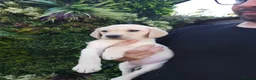 Labrador Retriever dogs for sale: 🐾 Labrador Puppies for Sale 🐾 in Folkestone - Advert 8