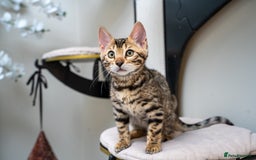 Bengal cats for sale: Top quality Bengal Girl- TICA reg.- AVAILABLE NOW - Advert 29