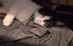 Domestic Shorthair cats for sale: Beautiful Duchess  - Image 3