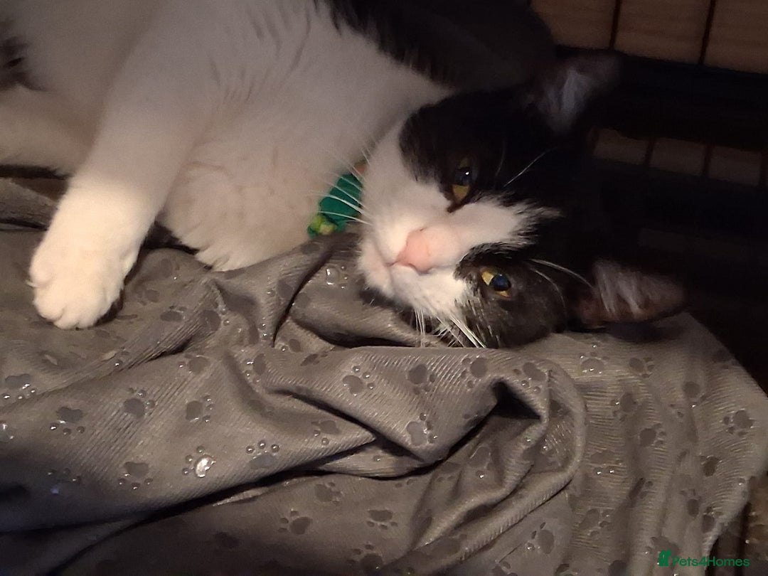 Domestic Shorthair cats for sale: Beautiful Duchess  - Image 3