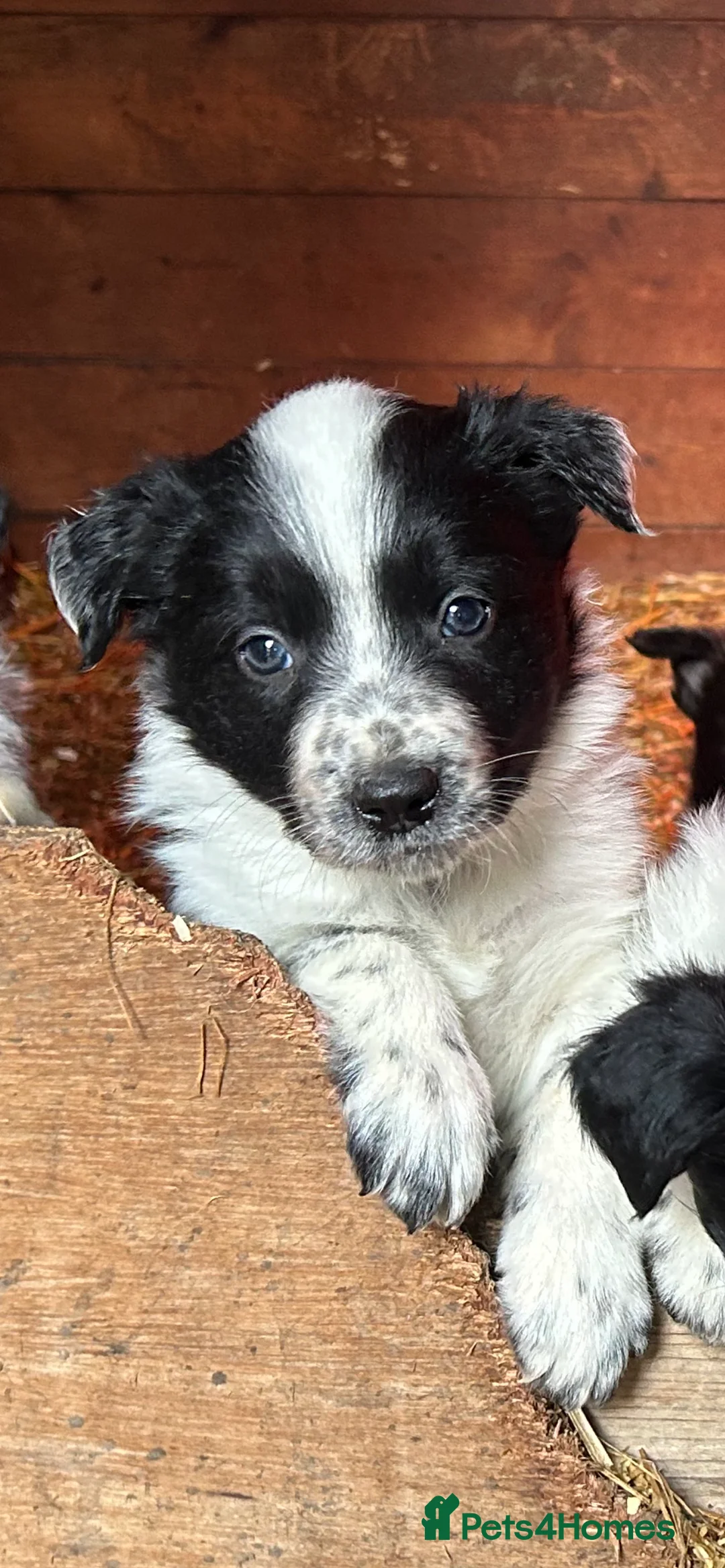 Border Collie dogs for sale: Farm bred border collie pups in Darlington - Advert 2