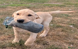 Labrador Retriever dogs for sale: Smart mixed colour labrador litter, HEALTH TESTED - Image 3