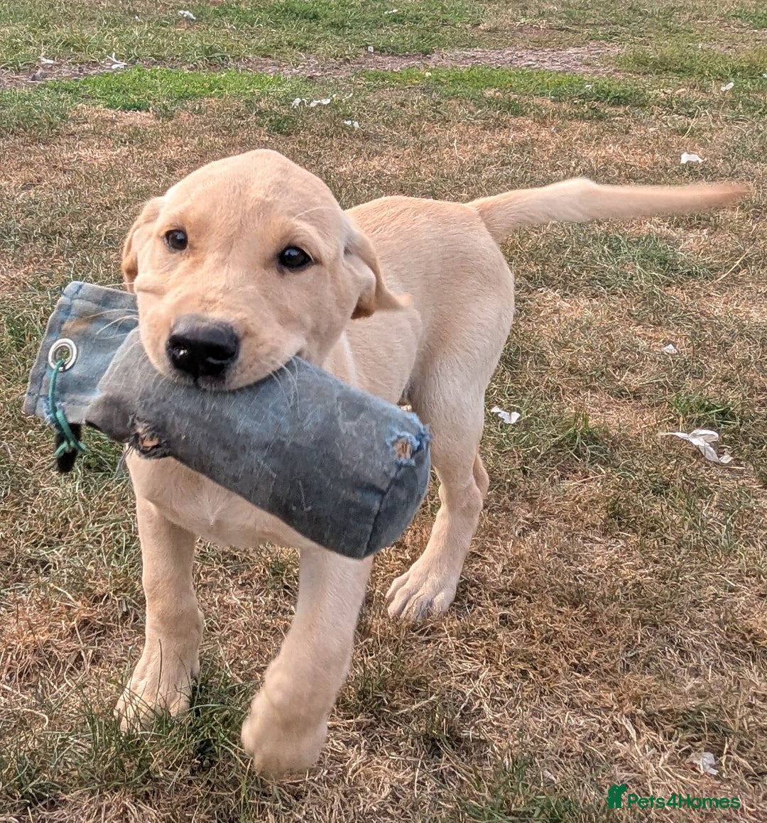 Labrador Retriever dogs for sale: Smart mixed colour labrador litter, HEALTH TESTED - Image 3