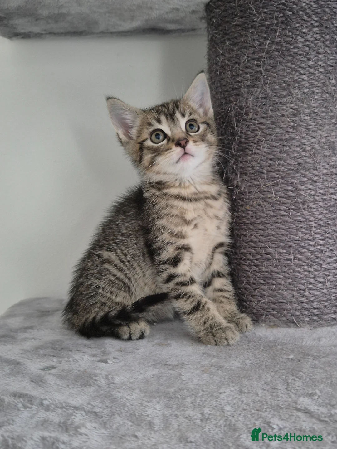 Mixed Breed cats for sale: Kittens  - Advert 2