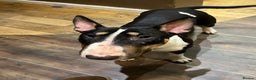 English Bull Terrier dogs for sale: 2 ebt dogs need to go separately  - Advert 2