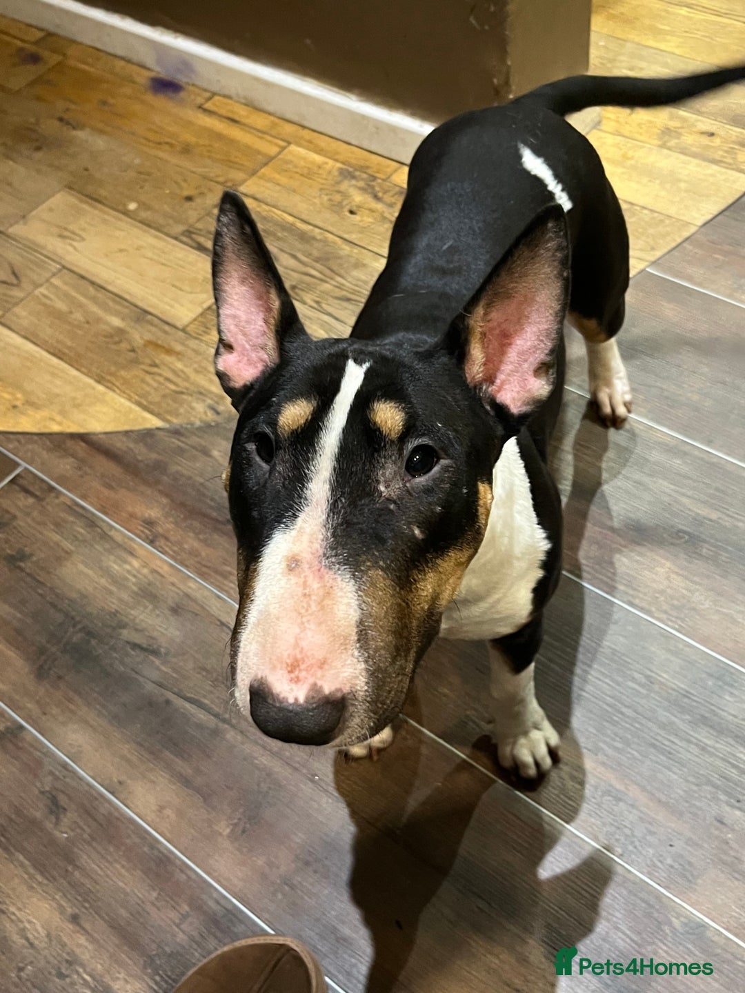 English Bull Terrier dogs for sale: 2 ebt dogs need to go separately  - Advert 2