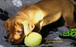 Labrador Retriever dogs for sale: Fox red labrador pups ready now - Image 19