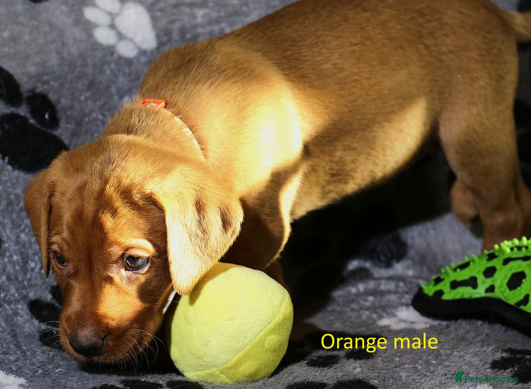 Labrador Retriever dogs for sale: Fox red labrador pups ready now - Image 19