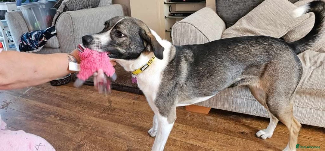 Mixed Breed dogs for adoption: Meet Skye, currently residing in Cheshire  in Hull - Image 5
