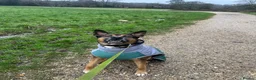 Mixed Breed dogs for sale: 7year old German shepherd x American bulldog - Advert 7