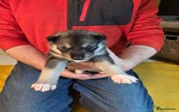 Siberian Husky dogs for sale: Siberian husky pups  - Advert 17