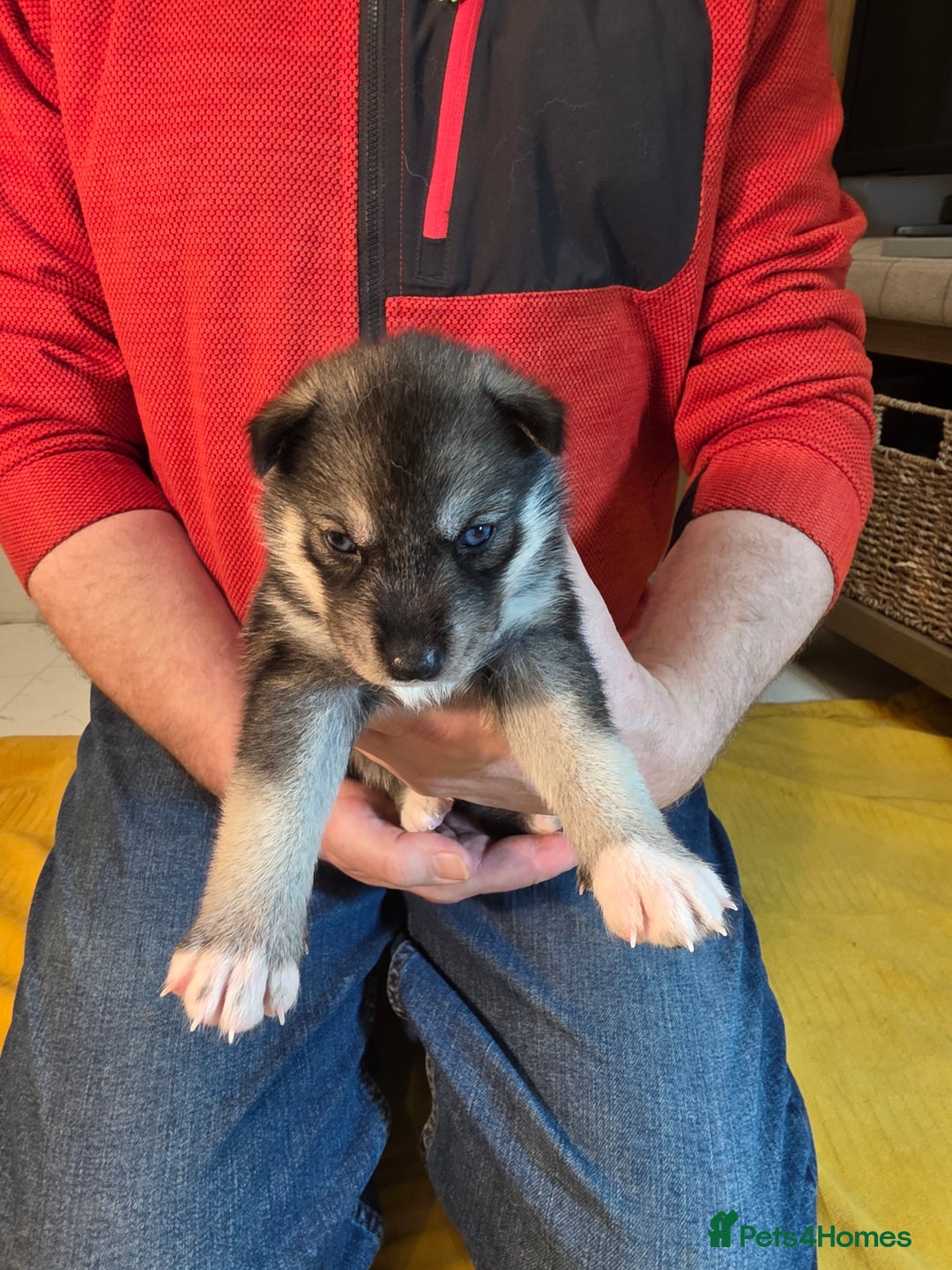 Siberian Husky dogs for sale: Siberian husky pups  - Advert 17