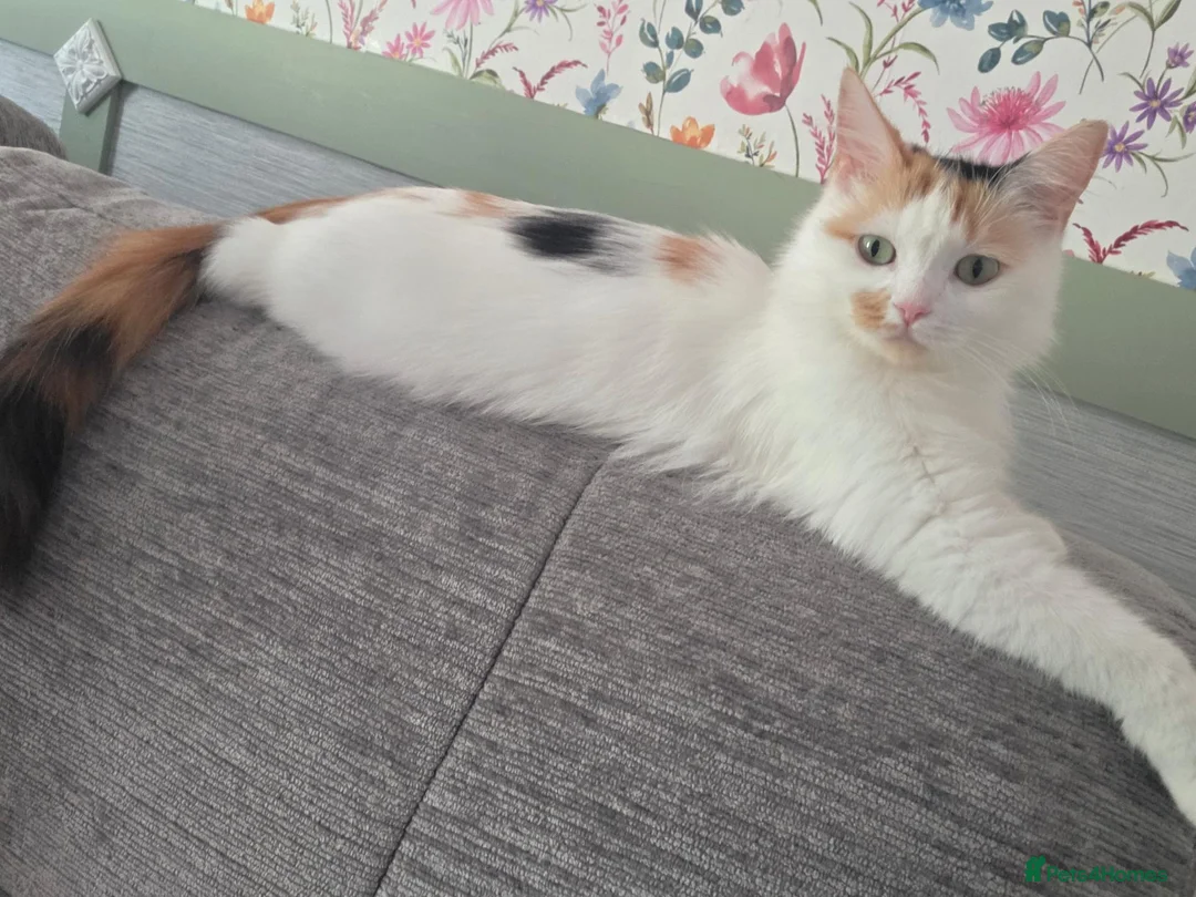 Mixed Breed cats for sale: Two Ginger boy kittens  - Advert 12