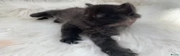 Mixed Breed cats for sale: Mixed Pointed Ragdoll & Persian  in London - Advert 8