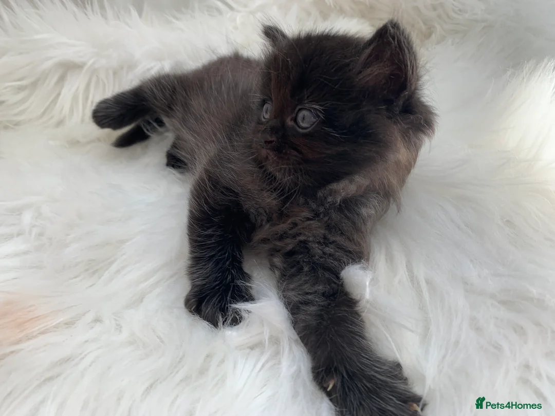 Mixed Breed cats for sale: Mixed Pointed Ragdoll & Persian  in London - Advert 8
