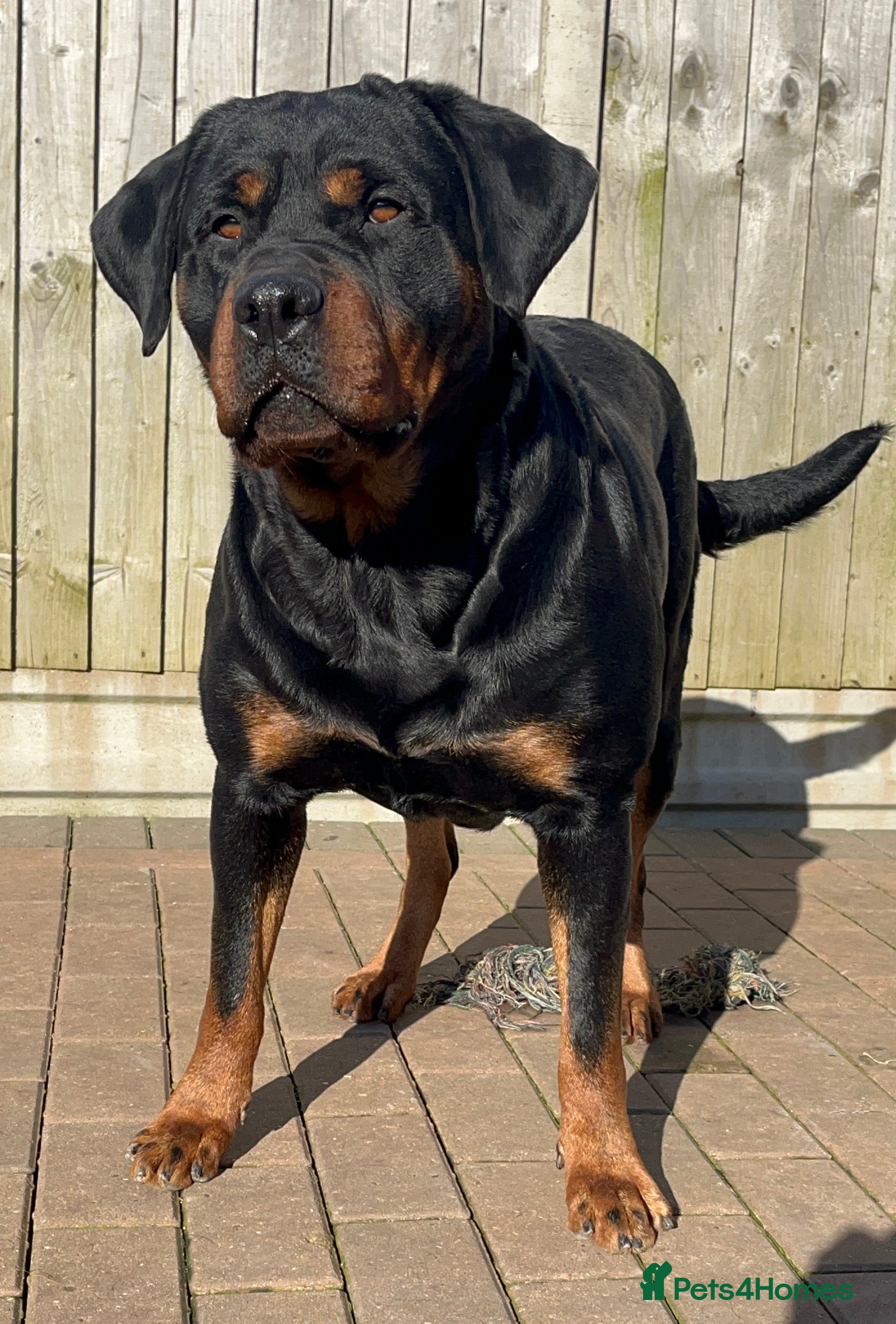 Rottweiler dogs LAST FEMALE ROTTWEILER PUPPY - Advert 1