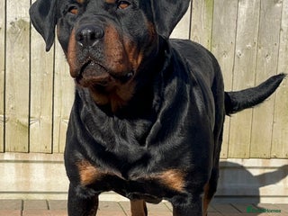 Rottweiler dogs LAST FEMALE ROTTWEILER PUPPY - Advert 1