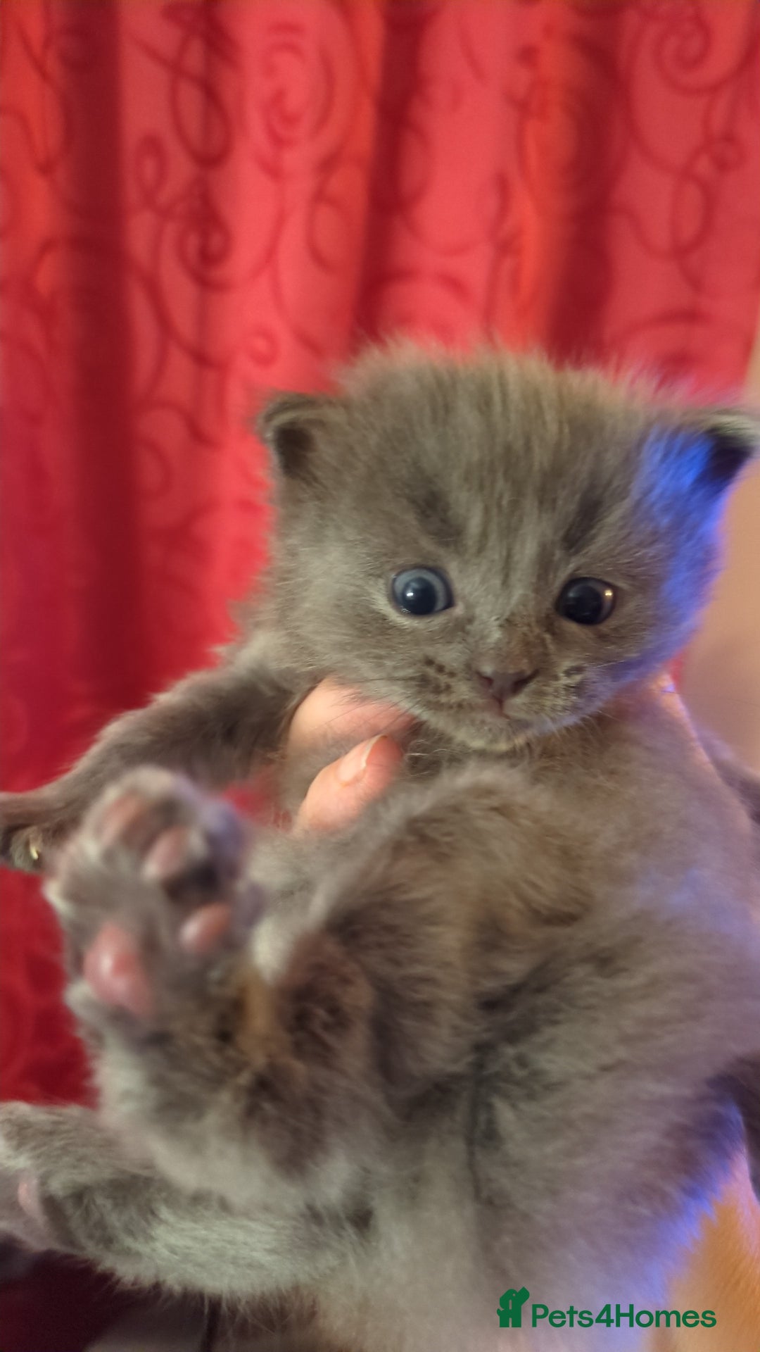 Ragdoll cats for sale: Beautiful ⅞ ragdoll kitten DNA tested clean - Image 2