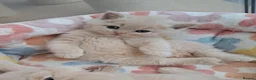 British Shorthair cats for sale: Chunky BSH&BLH kittens - Advert 3