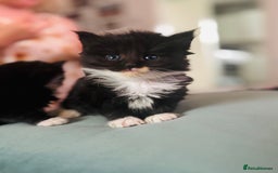 Mixed Breed cats for sale: nebelung cross kittens  - Image 3