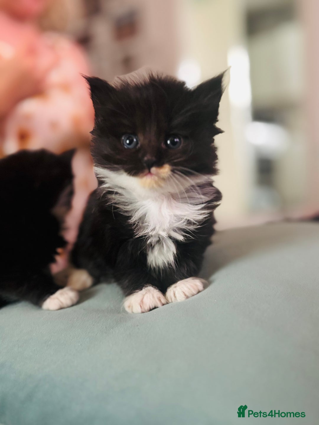 Mixed Breed cats for sale: nebelung cross kittens  - Image 3