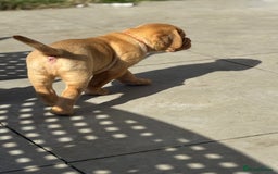 Dogue De Bordeaux dogs for sale: 🐾 Dogue de Bordeaux – Chunky True type- Ready 🐾 - Image 13