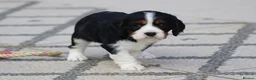 Cavachon dogs for sale: Beautiful Cavachon puppies for sale - Advert 21