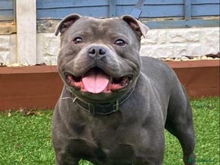 Staffordshire Bull Terrier dogs OUTSTANDING QUALITY BLUE STUD (PROVEN) in Hounslow - Advert 2