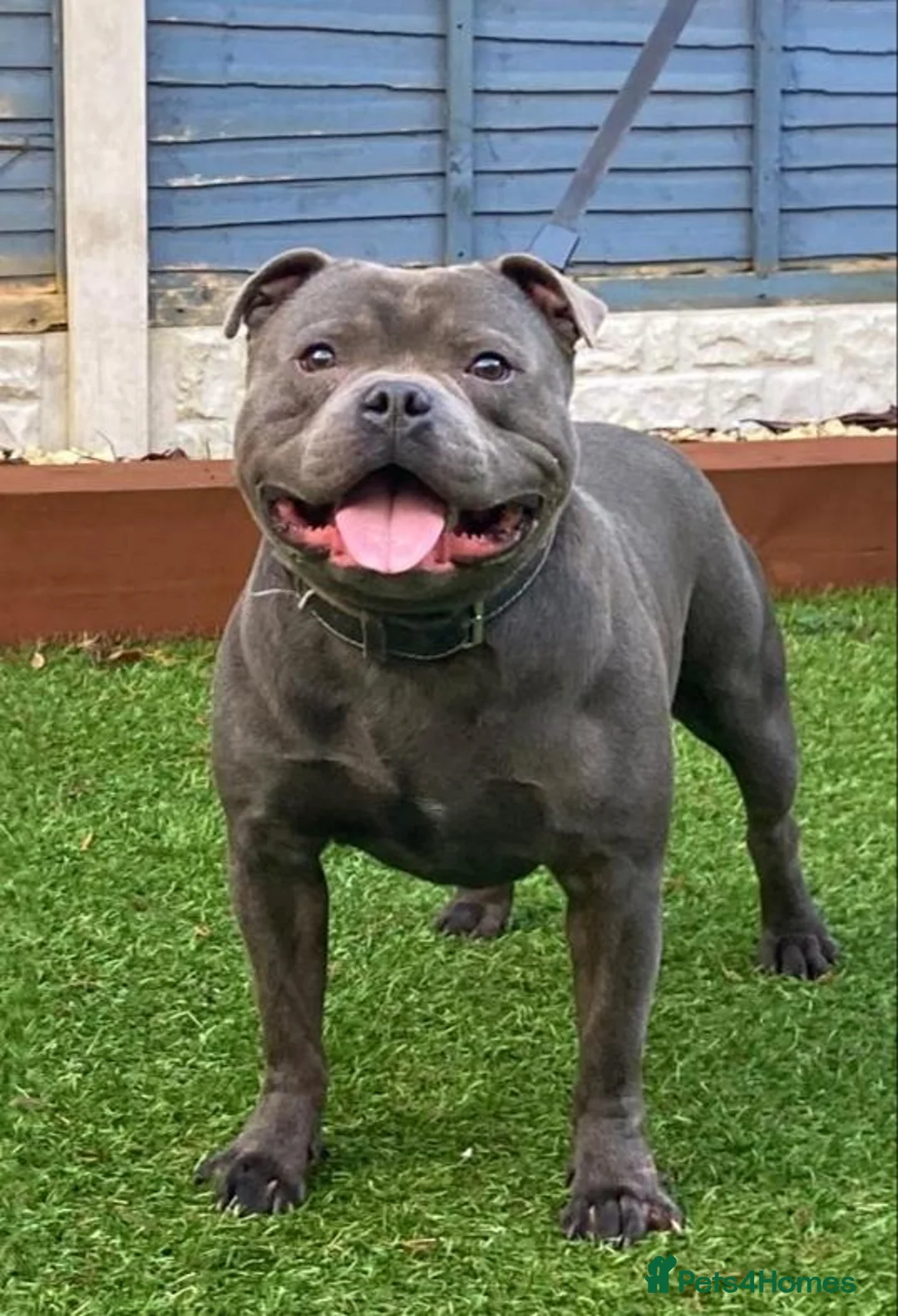Staffordshire Bull Terrier dogs for stud: OUTSTANDING QUALITY BLUE STUD (PROVEN) in Hounslow - Advert 1