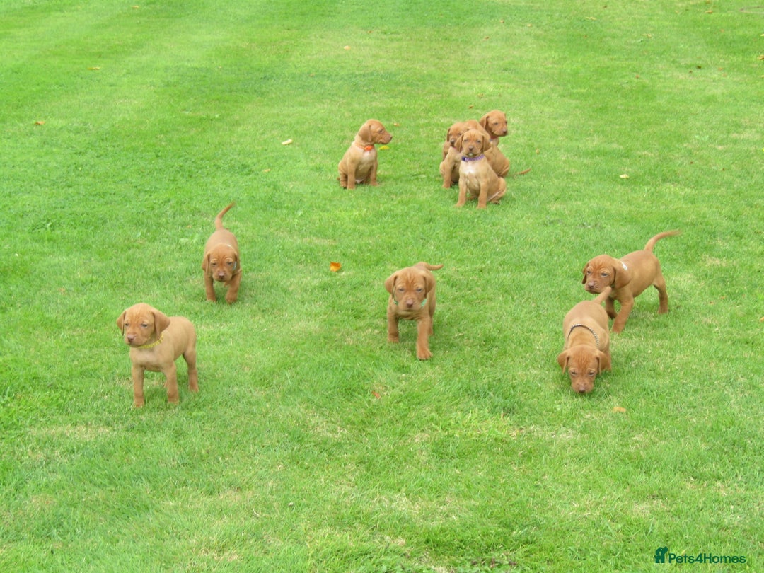 Hungarian Vizsla dogs for stud: Proven Hungarian Vizsla Stud Dog in Badminton - Advert 10
