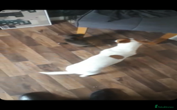 Patterjack dogs for sale: 6 Beautiful Paterjack puppies available  - Image 7