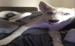 Siberian Husky dogs for sale: 3 huskies aged 6 months needing homes! - Image 6