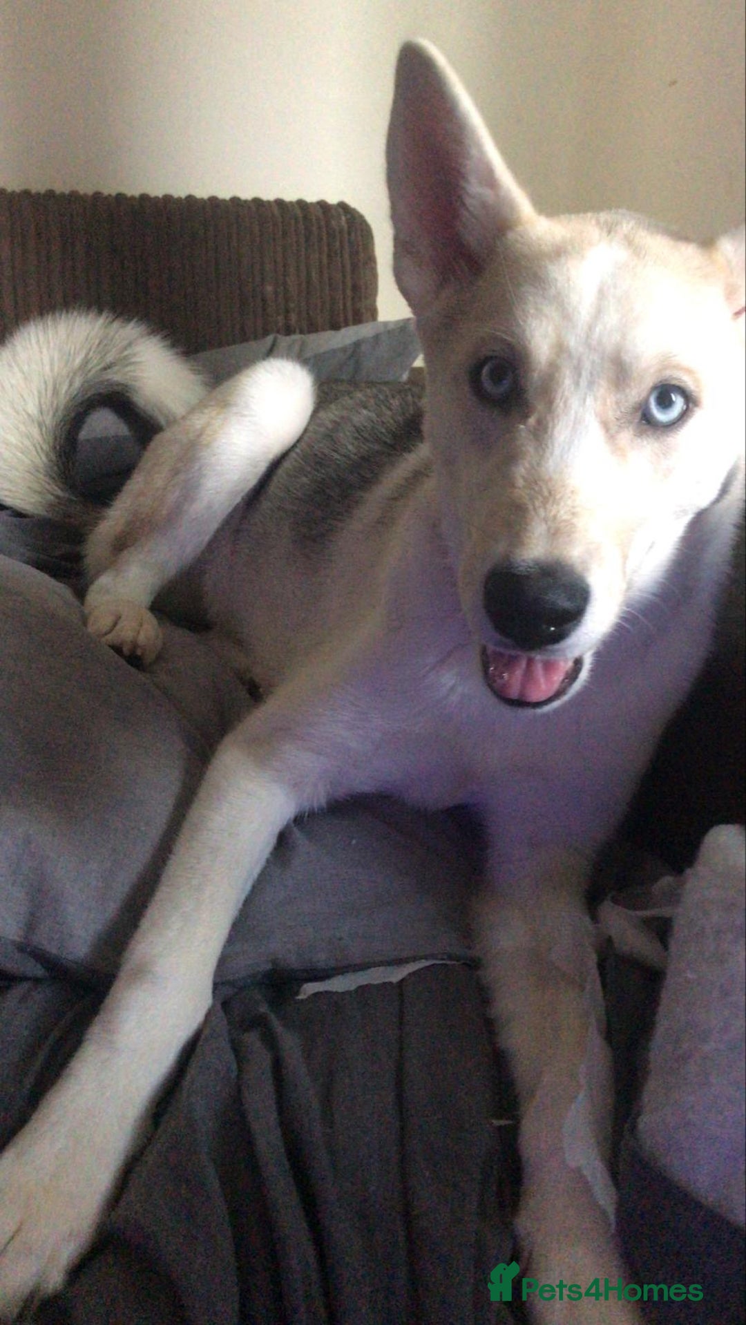 Siberian Husky dogs for sale: 3 huskies aged 6 months needing homes! - Image 6