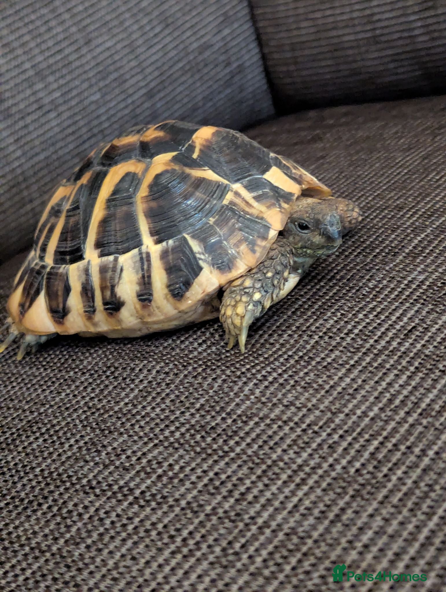 Hermann Tortoise reptiles Hermann Tortoise  - Advert 1