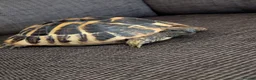 Hermann Tortoise reptiles for sale: Hermann Tortoise  - Advert 1