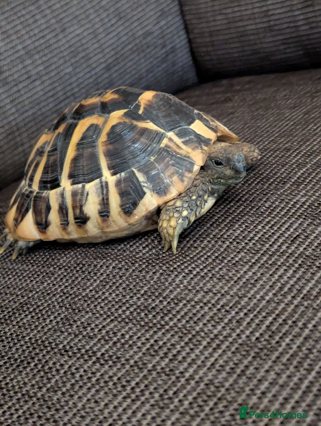 Hermann Tortoise reptiles for sale: Hermann Tortoise  - Advert 1