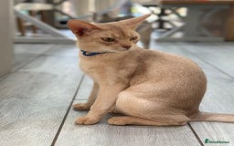 Abyssinian cats for sale: Ready to go! Don’t overlook these fab kittens  - Image 2