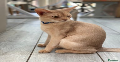 Abyssinian cats - Advert 3