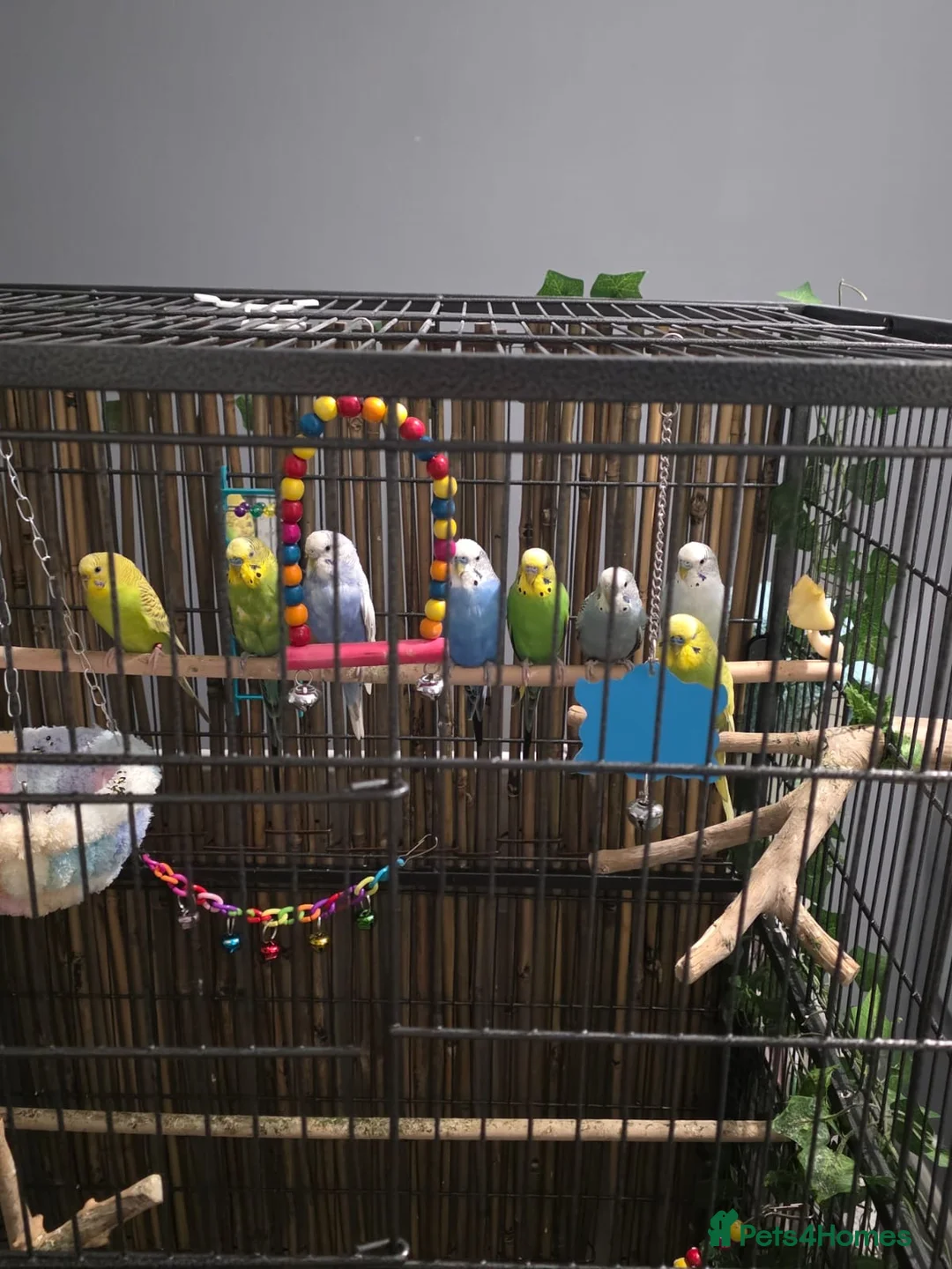 Budgerigars birds for sale: Beautiful green and blue birds - Advert 2