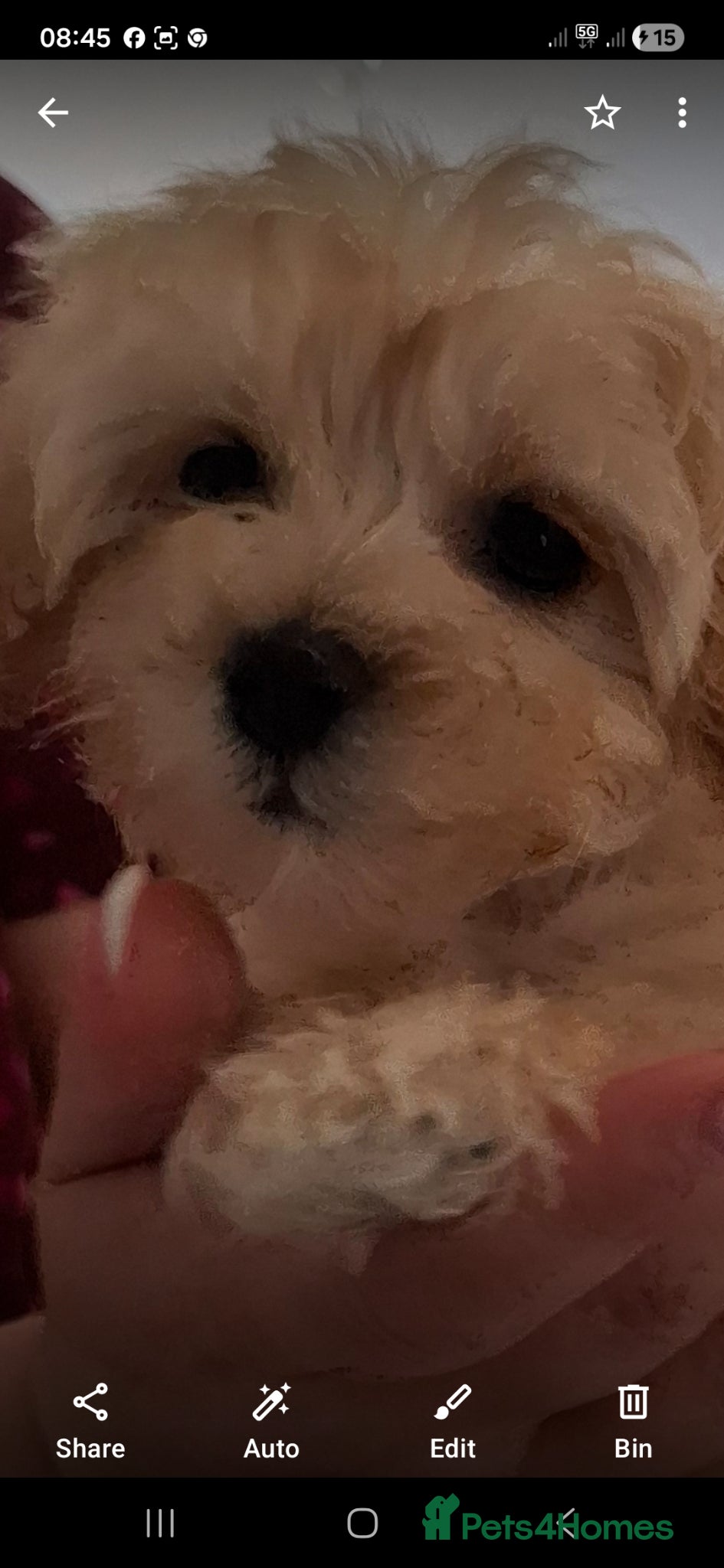 Maltipoo dogs Maltipoo puppies  - Advert 12