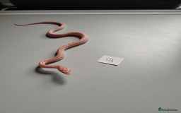 Corn Snake reptiles for sale: 6 week old baby corn snakes - Image 14