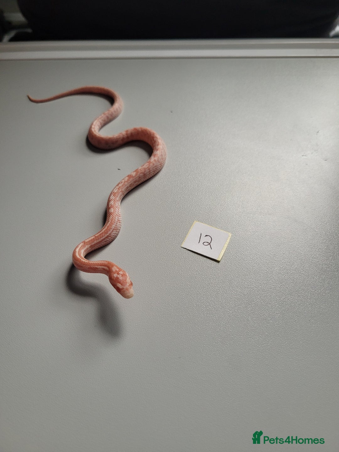 Corn Snake reptiles for sale: 6 week old baby corn snakes - Image 14